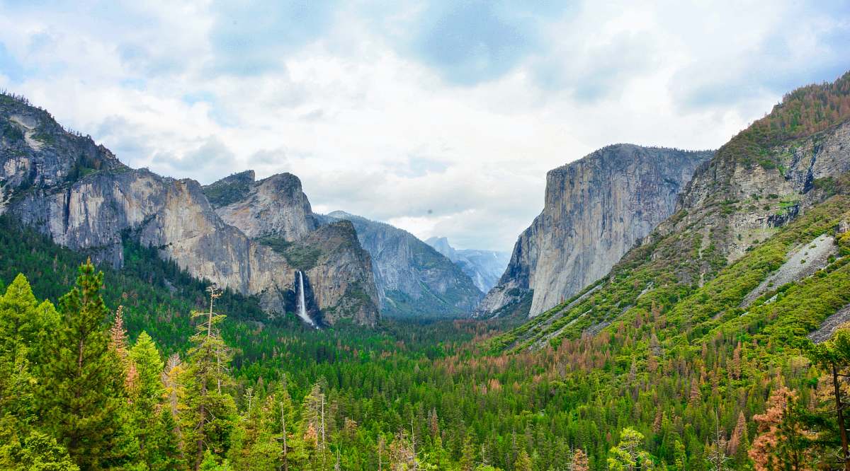 mountain pine tree fields surrounded with rocky mountains nature